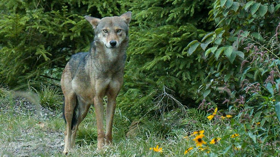 Red wolves are nearly extinct — see them while you can in NJ