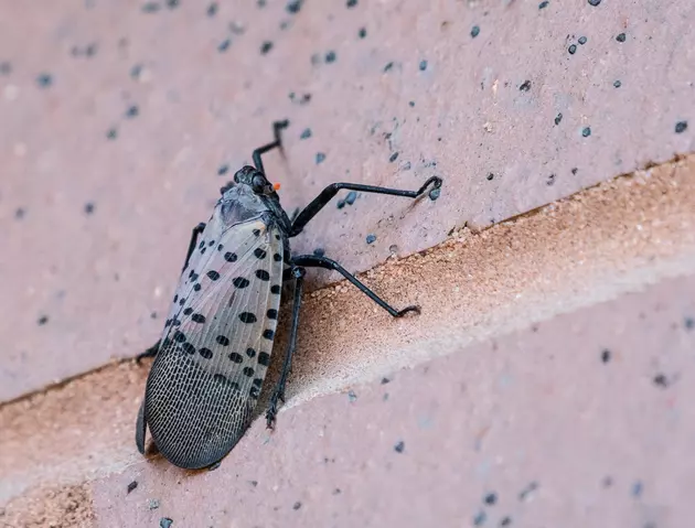 Spotted lanternfly in all 21 NJ counties, no more need to report