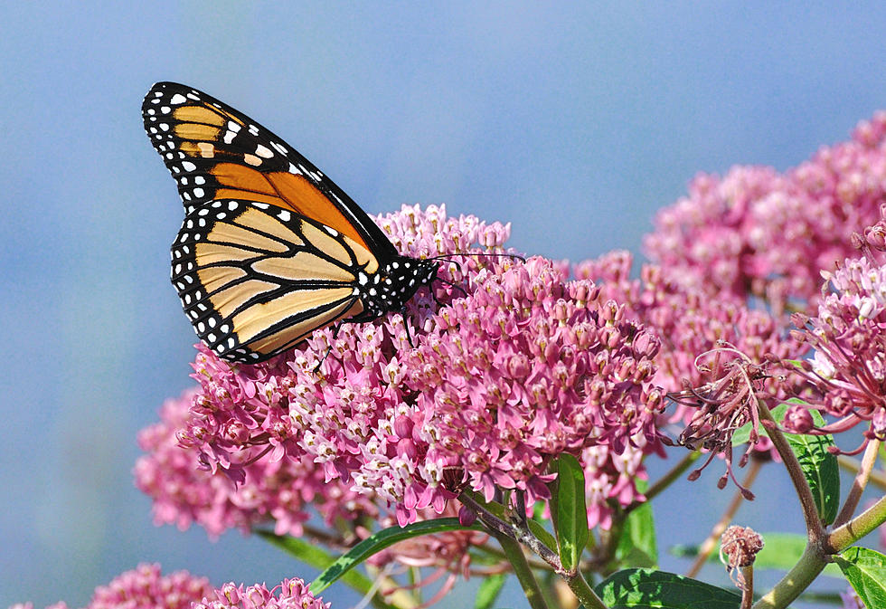 This is the peak season for Monarch butterflies in New Jersey