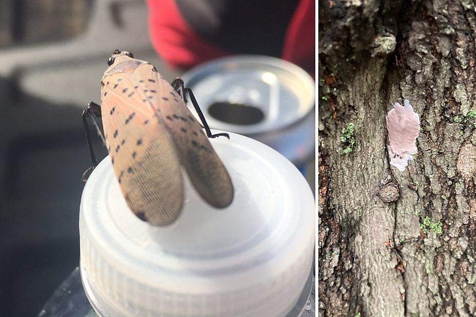 ‘Cryptic’ spotted lanternfly eggs starting to cover NJ trees