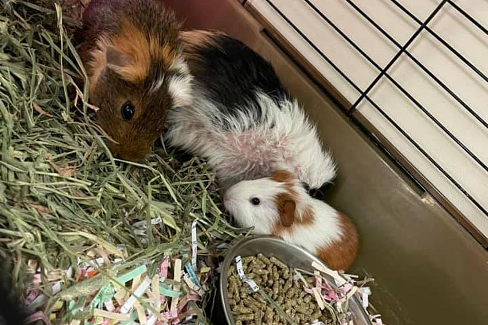 11 abandoned guinea pigs found in Gloucester County, NJ
