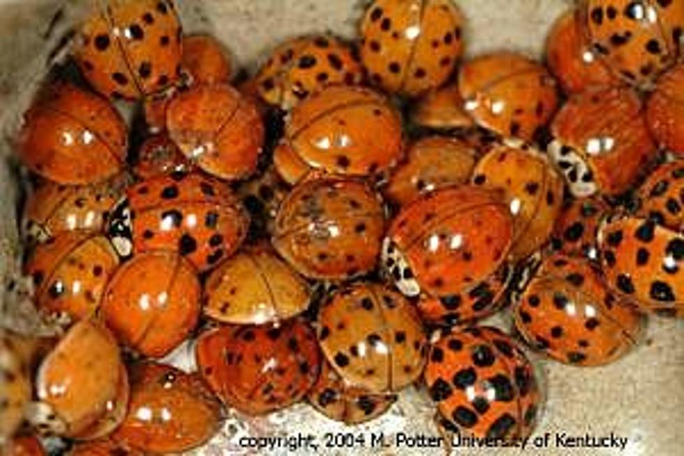 Why are ladybugs invading my house?