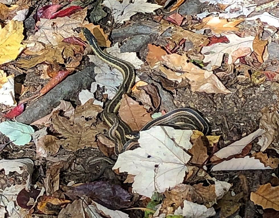 Check out this mama snake and babies along a NJ hiking trail
