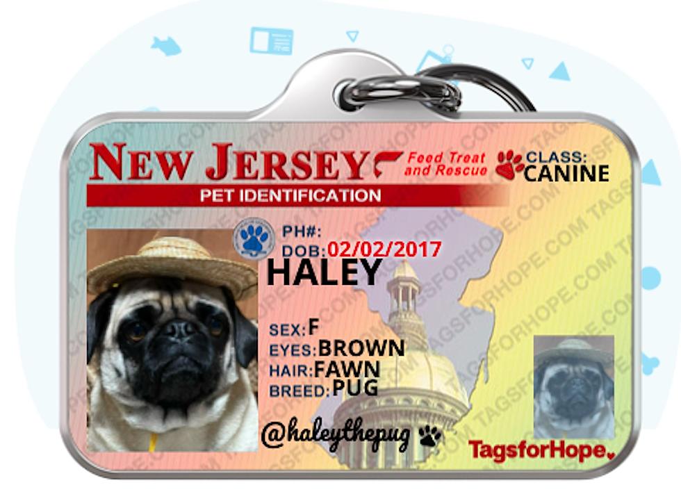 Your dog or cat needs this NJ driver license collar tag