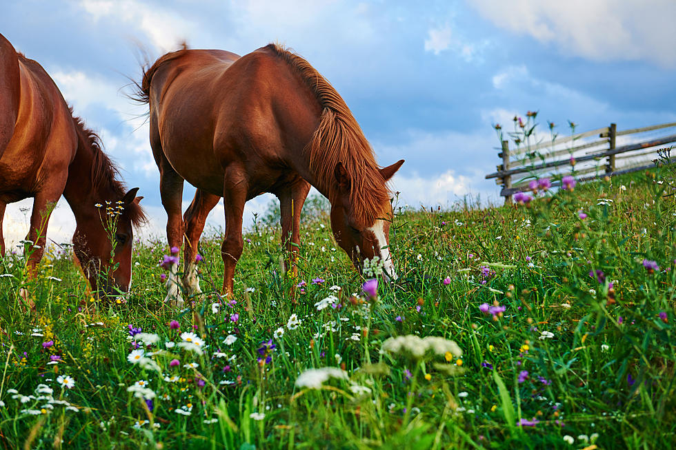 How You Can Help Save New Jersey Horses from Being Killed