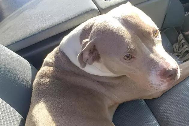 Can you help? Partially paralyzed dog &#8216;dumped&#8217; from car at Edison, NJ park