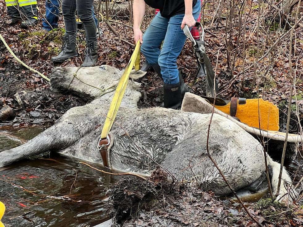 Firefighters called to rescue horse stuck in stream in Howell, NJ