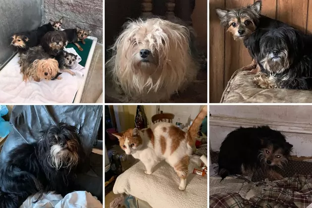 11 dogs, 1 cat rescued from NJ home where owner was dead for days