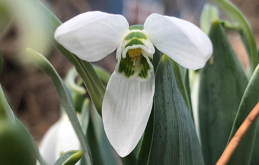 Check out this unique New Jersey spring flower that blooms in winter