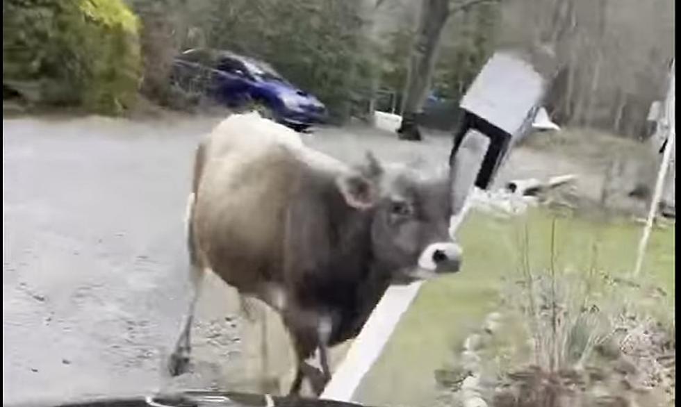 Watch: Adorable baby bull fights a mailbox in Stafford, NJ