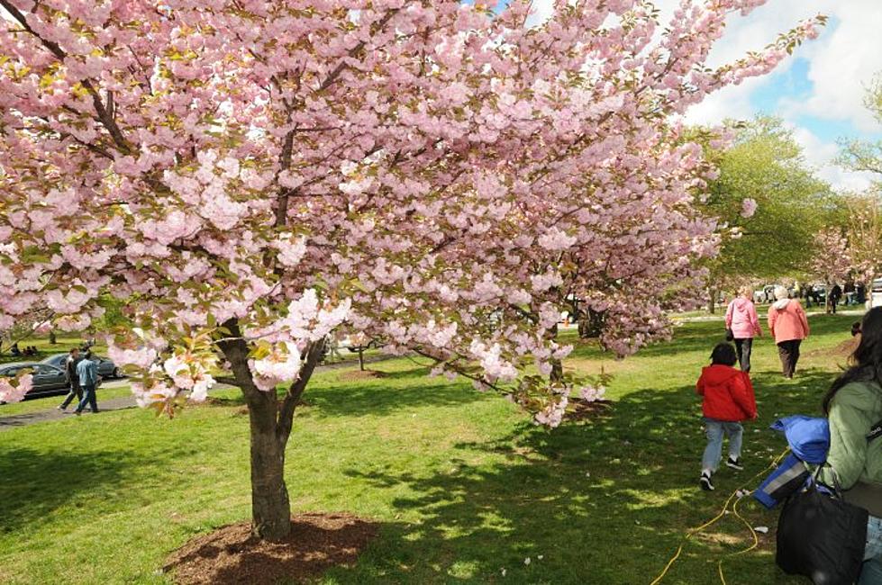 After 2-year COVID hiatus, cherry blossom festival returns