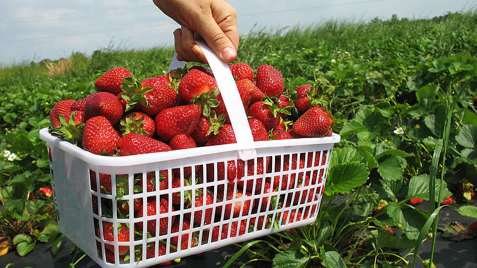 Our listeners’ favorite places to pick your own strawberries in New Jersey