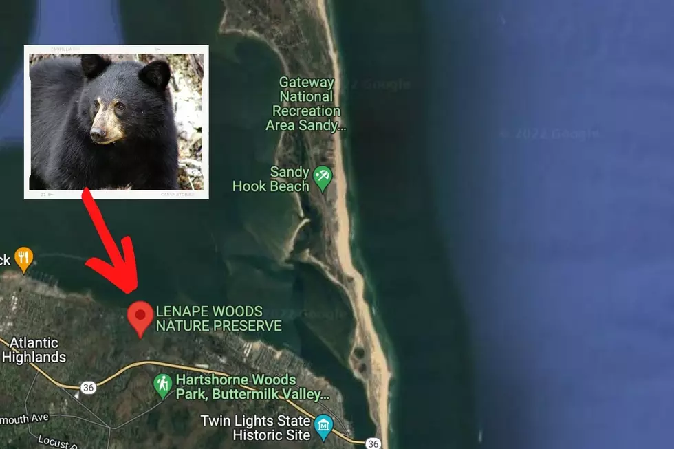 Bear near the beach: Atlantic Highlands, NJ police share sighting