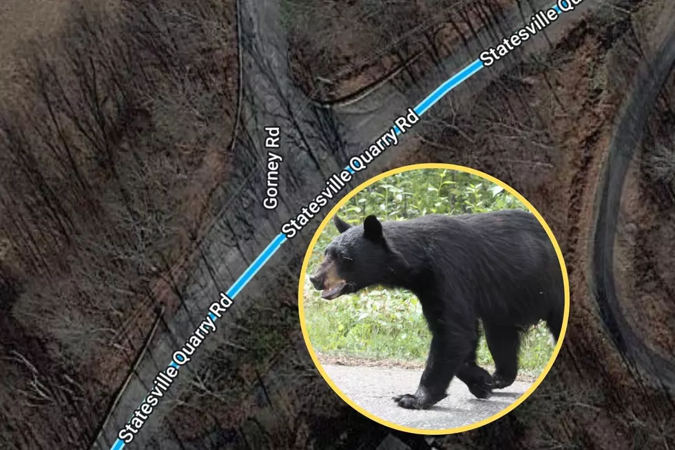 Cops: Lafayette, NJ woman hospitalized after being mauled by bear