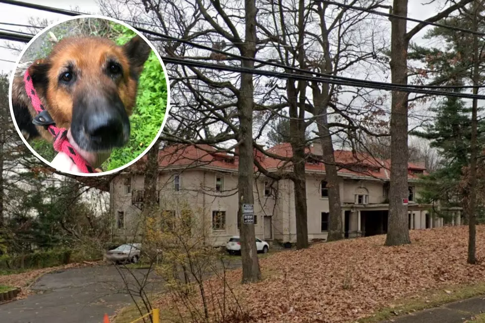 19 dogs rescued from old Paterson, NJ mansion 