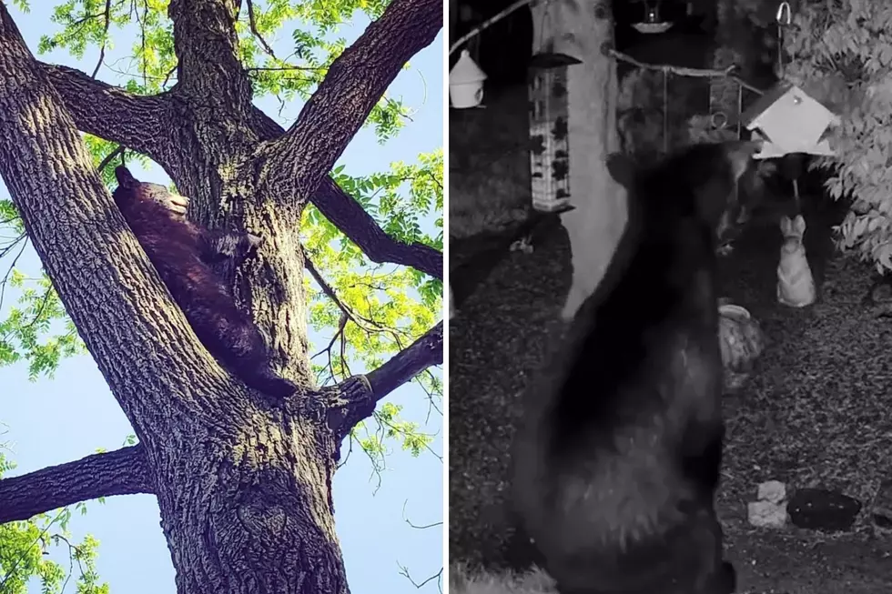 Not-so-scary bears wander into NJ backyards