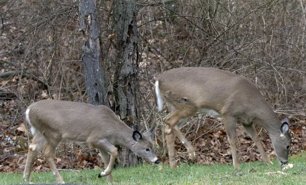 NJ deer population way out of control. What to do about it (Opinion)
