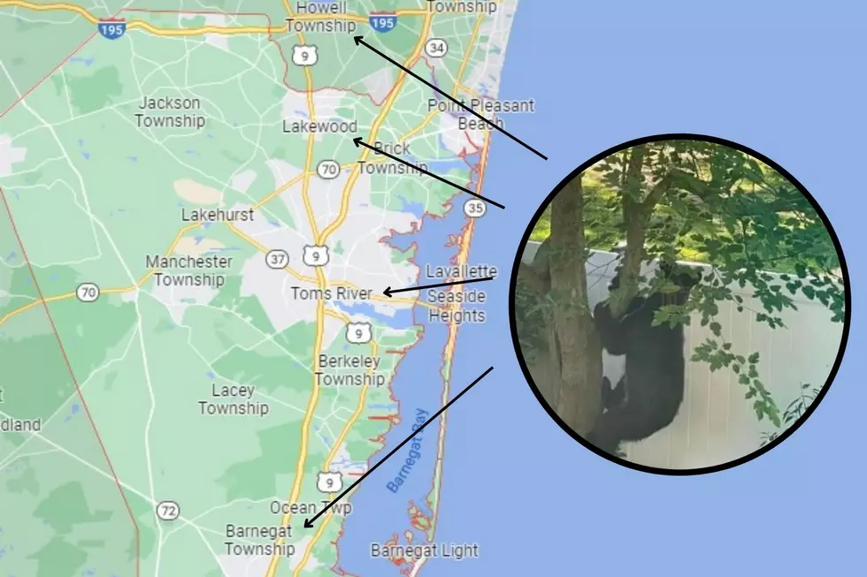 Police track black bear roaming Monmouth and Ocean County, NJ