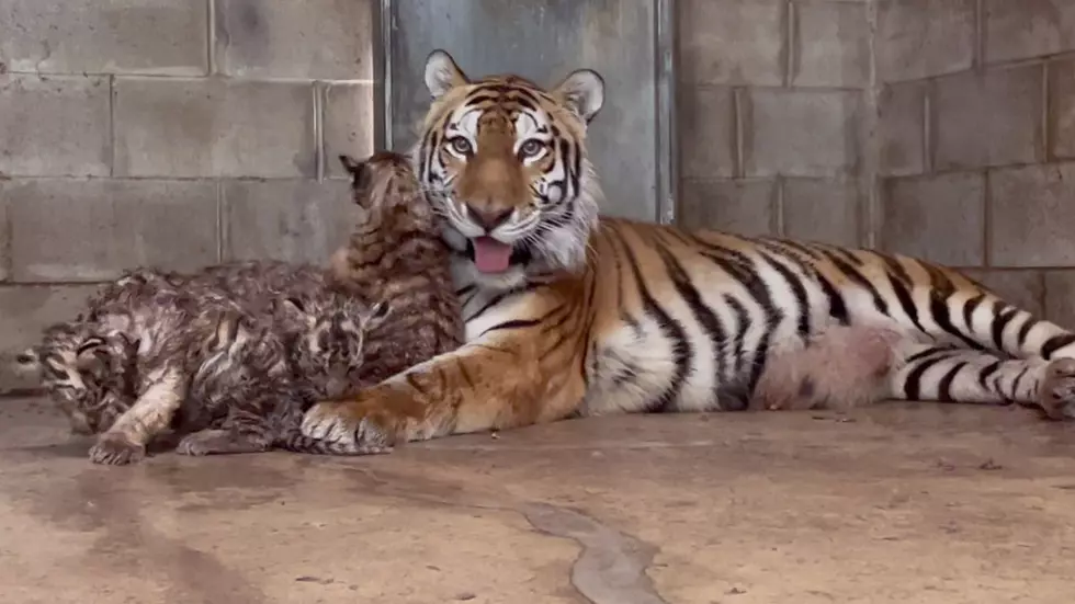 Rare tiger litter born at NJ’s Six Flags Wild Safari bumps up world population