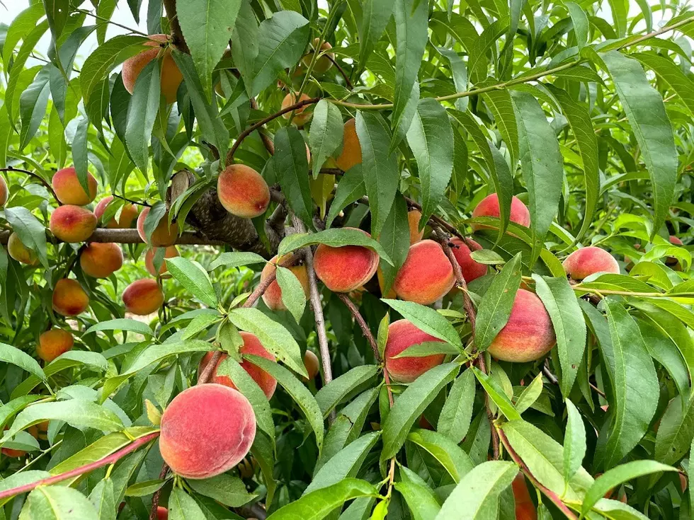 Sweet and decadent: NJ peaches are sure to please this season