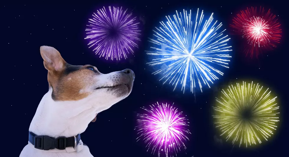 8 simple ways to help calm your dog during summer fireworks in NJ