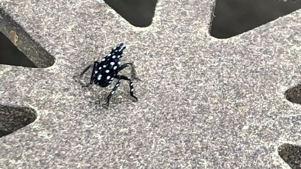 Kill this bug immediately if you see it anywhere in NJ