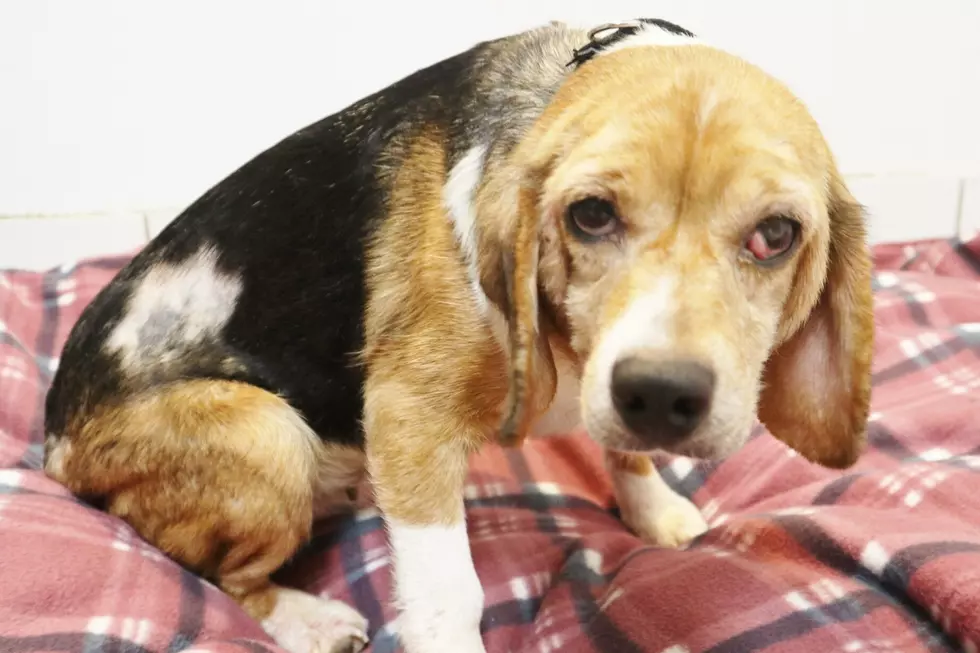 Abandoned, neglected beagles found off Garden State Parkway in Ocean Township, NJ