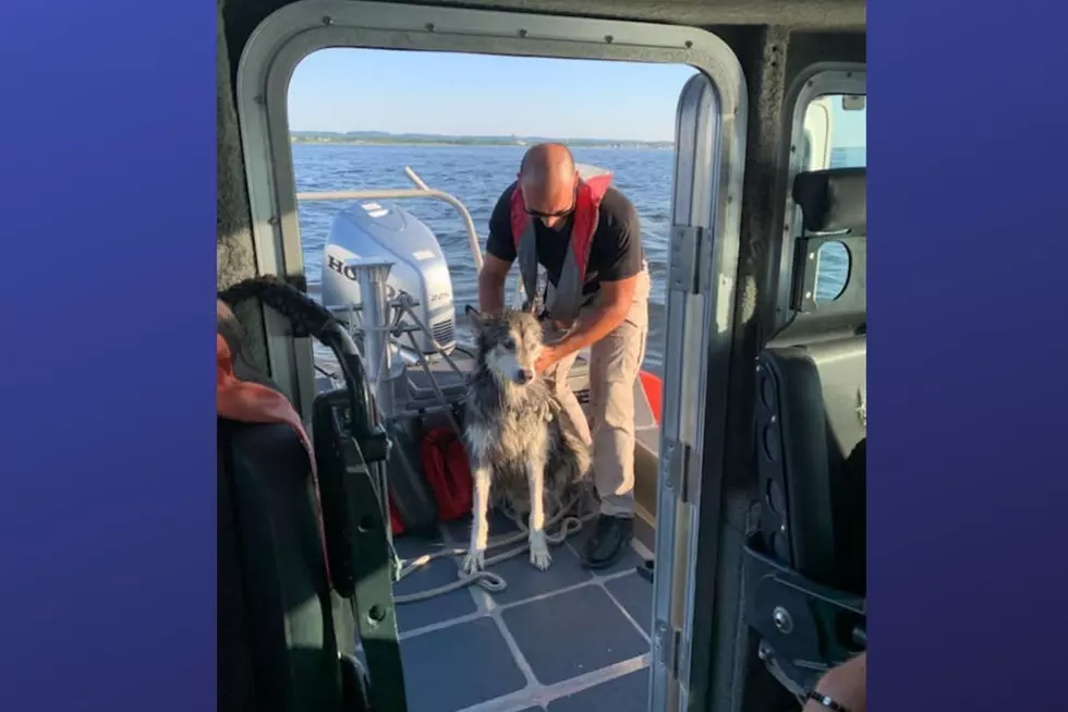 Dog rescued from ocean off Union Beach, NJ