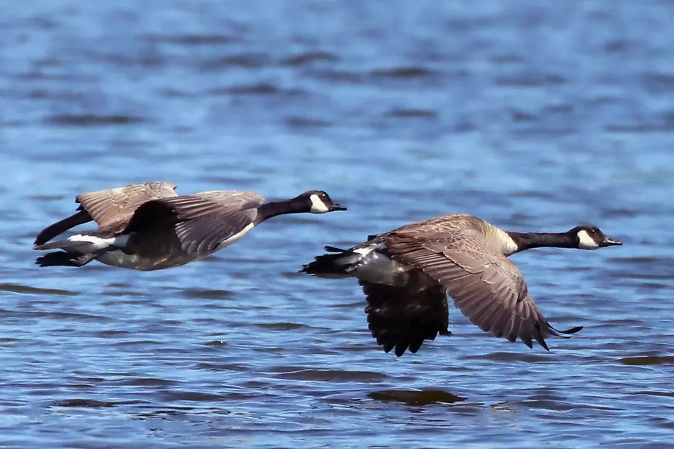 The NJ town that killed 50 geese was right to do so (Opinion)