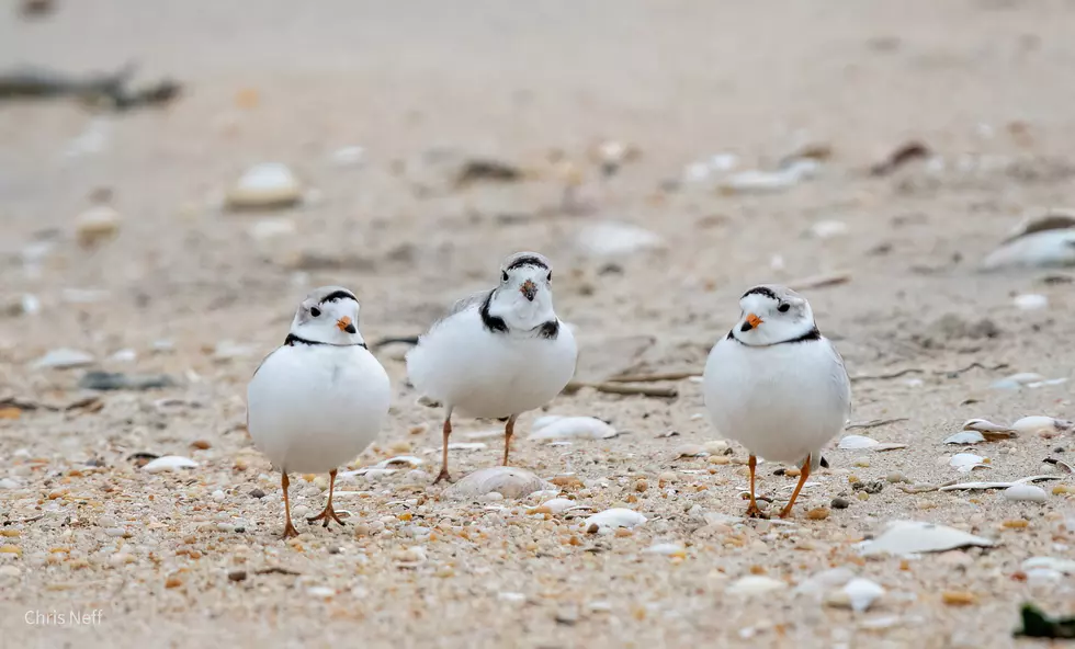 NJ beaches are attracting an incredible variety of bird species