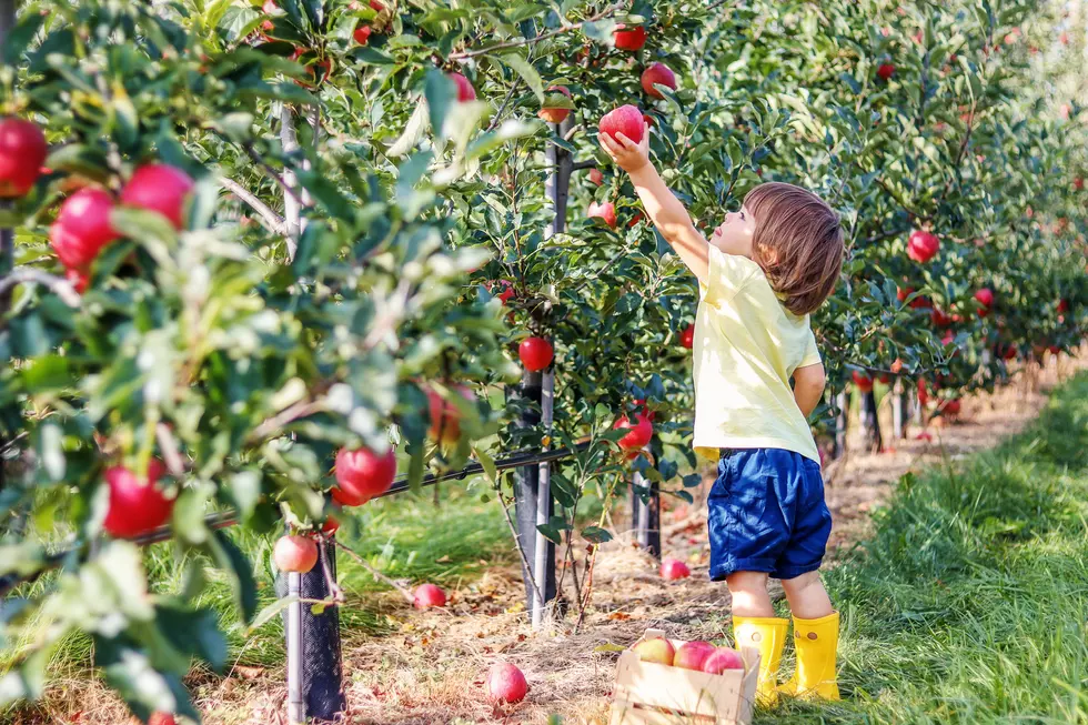 NJ places to pick your own apples and pumpkins this fall