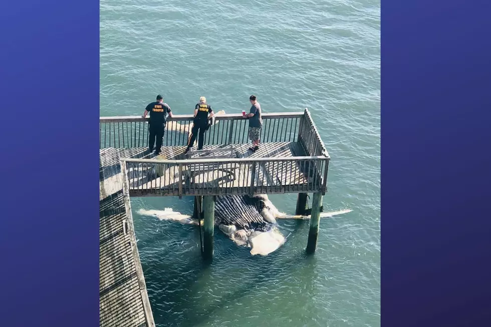 Dead 25-foot whale stuck under docks in North Wildwood, NJ