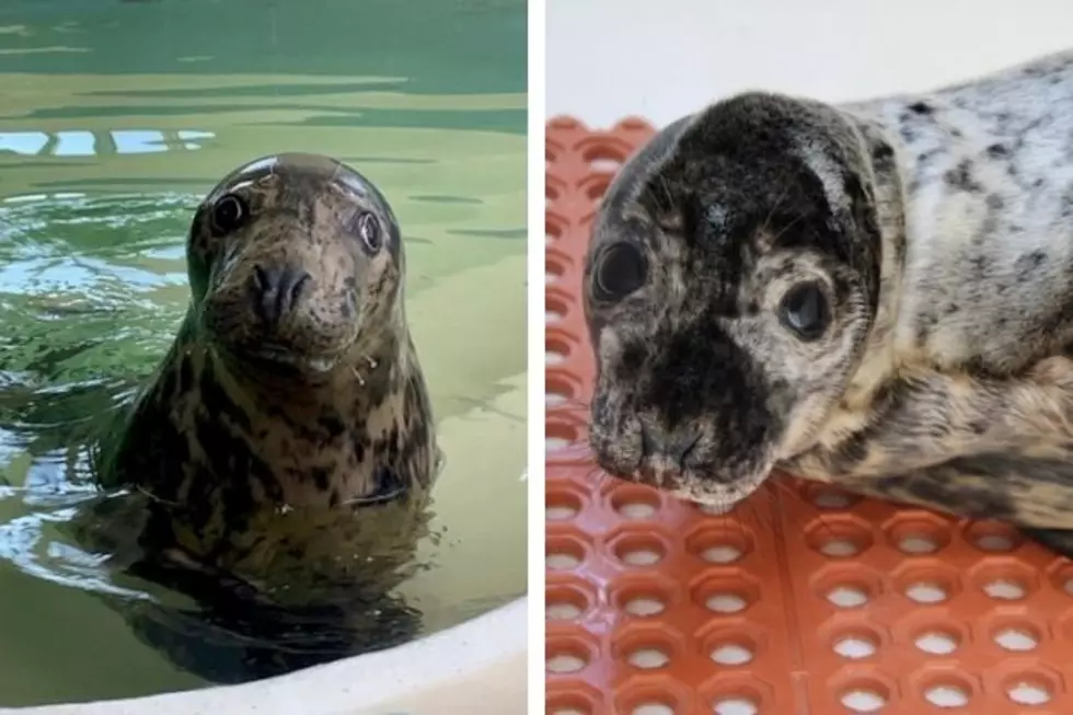 Marine Mammal Stranding Center Needs Permanent Home for Two Struggling Seals