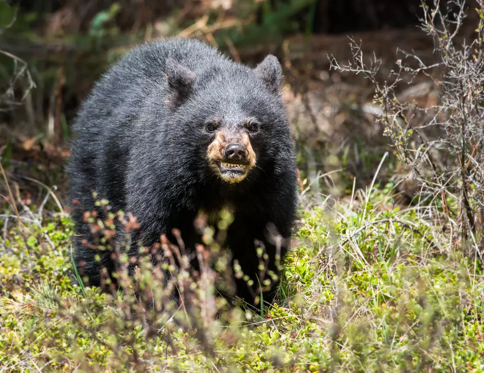 Butler, NJ family dog attacked by bear in backyard, but will survive