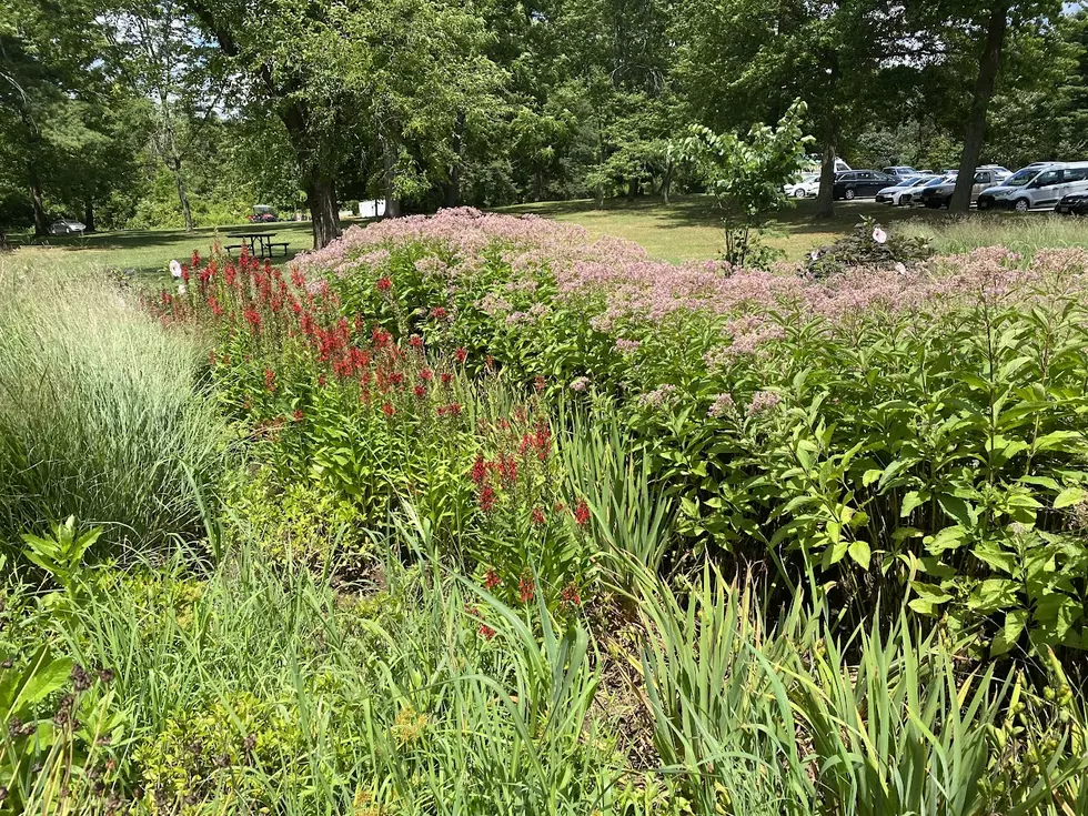 NJ gardeners offer tips for a drought-wise garden this summer
