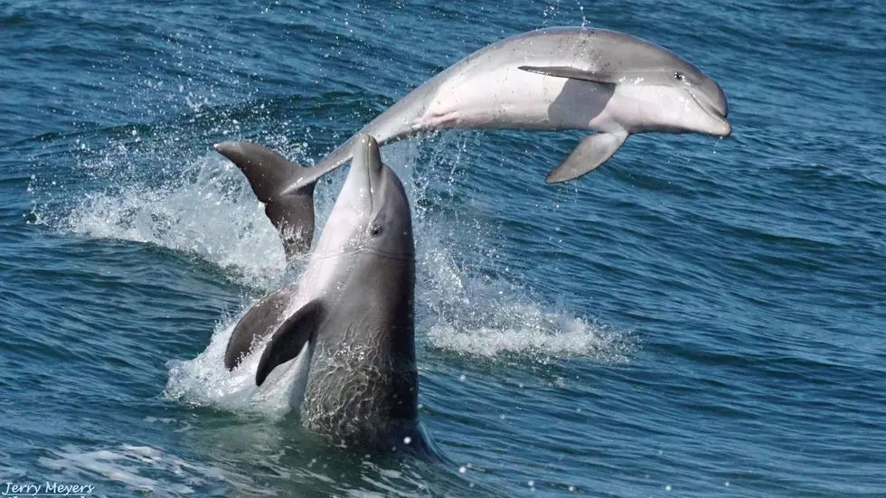 Amazing pictures of playful dolphins in Wildwood, NJ (PHOTOS)