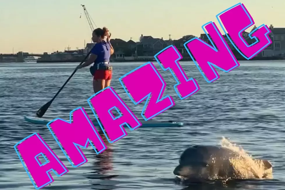 Wow! Watch dolphins swim with paddleboarders in Shrewsbury River