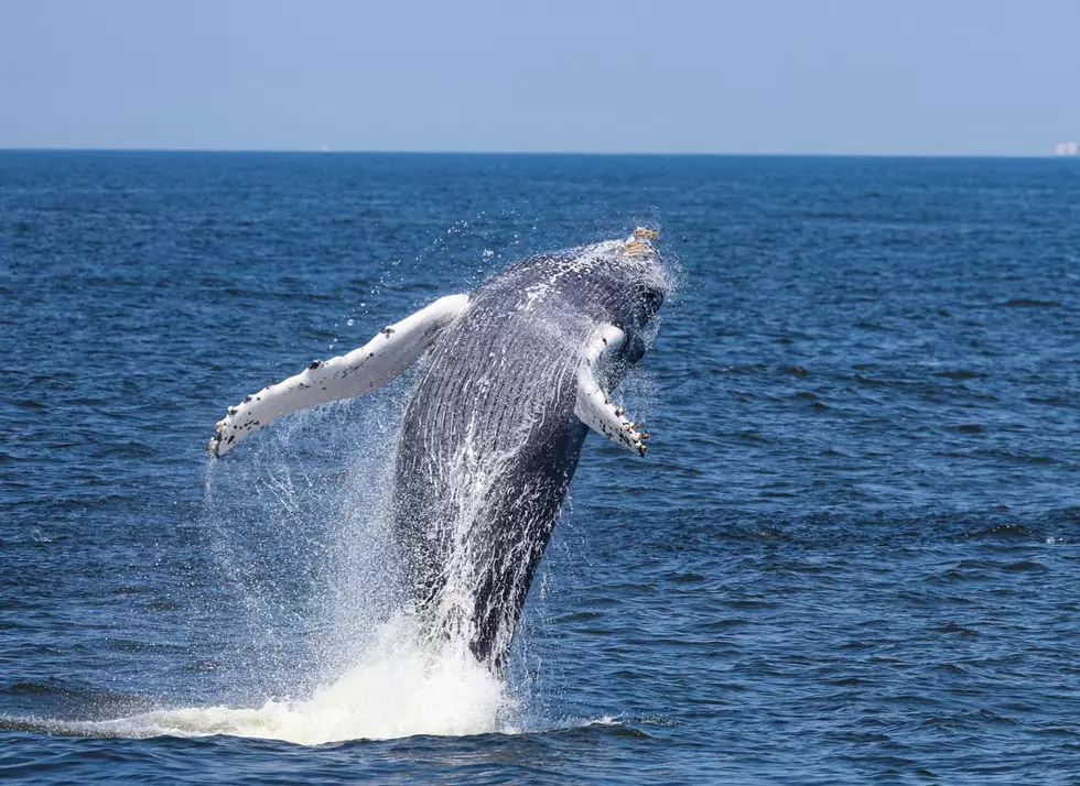 Why are so many whales visiting the New Jersey shoreline?