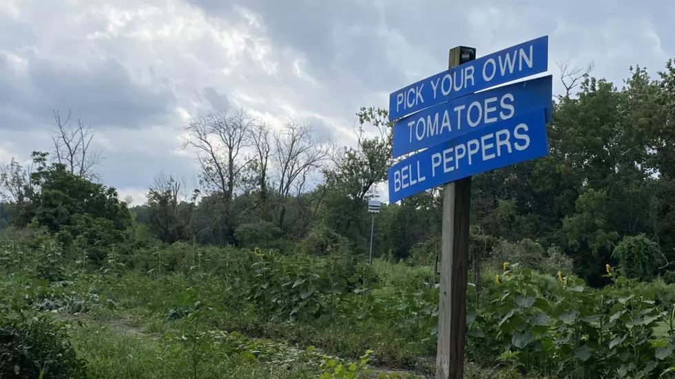 Extraordinary hidden gem— pick-your-own farm and preserve in NJ