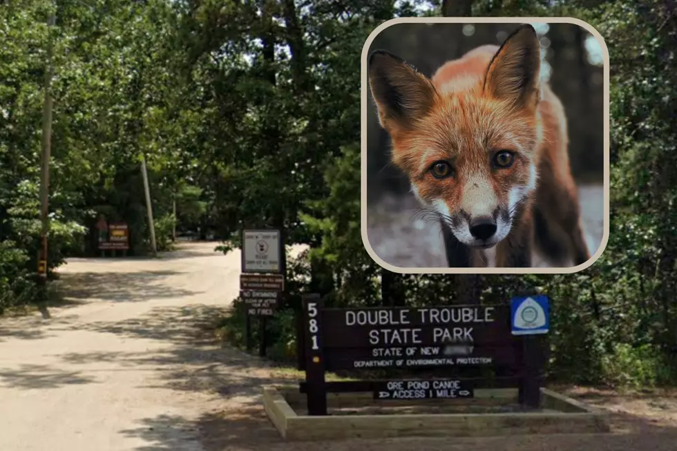 DEP: Fox at NJ park found rabid not the one reported near people