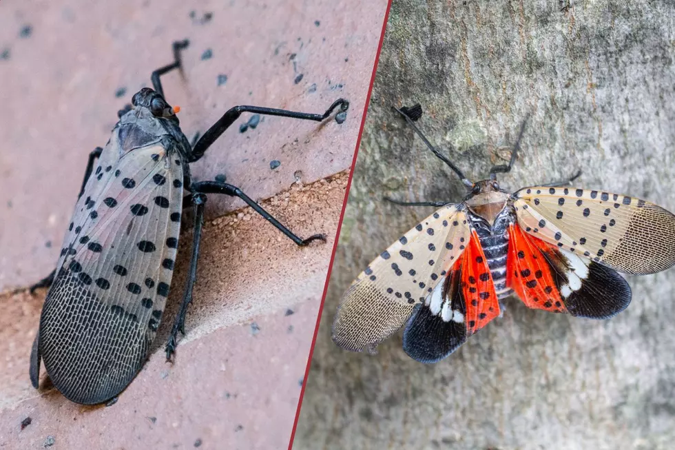 Do spotted lanternflies in NJ seem smarter than we’d like them to be? (Opinion)