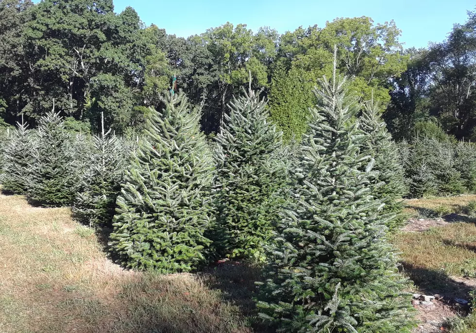 Will the summer drought affect NJ Christmas tree supplies?