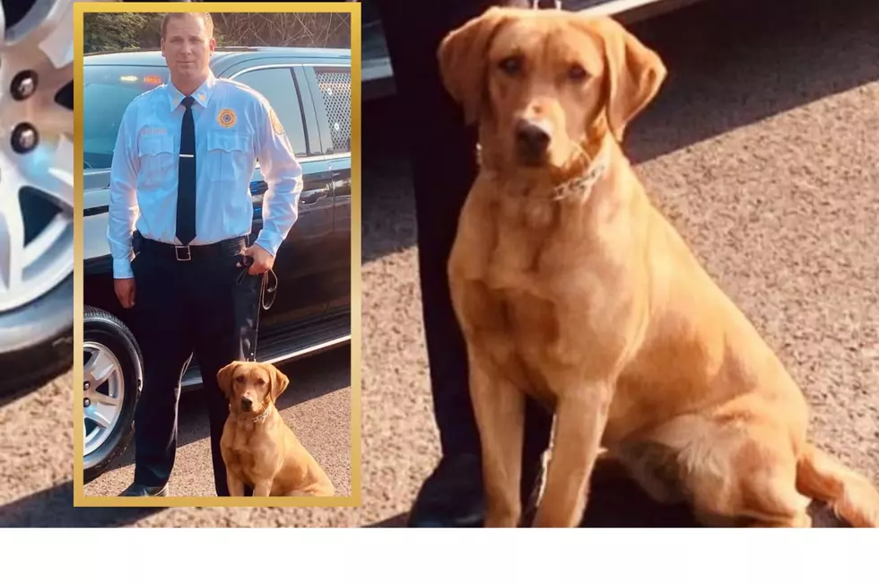 2 months, 2 dogs, 2 deaths: No answers about K9 who died in SUV