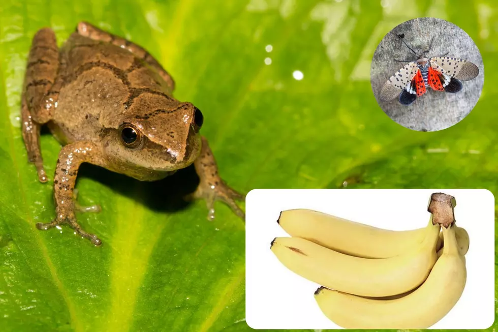 How bananas and a frog can be examples of invasive species in NJ