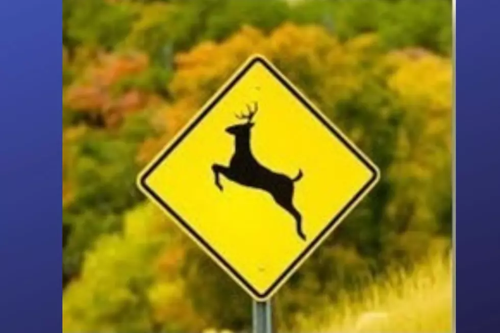 Oh deer! NJ drivers should use caution and beware of rutting season