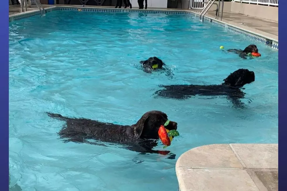 End of season annual pool ‘pawty’ for dogs at Cape May resort