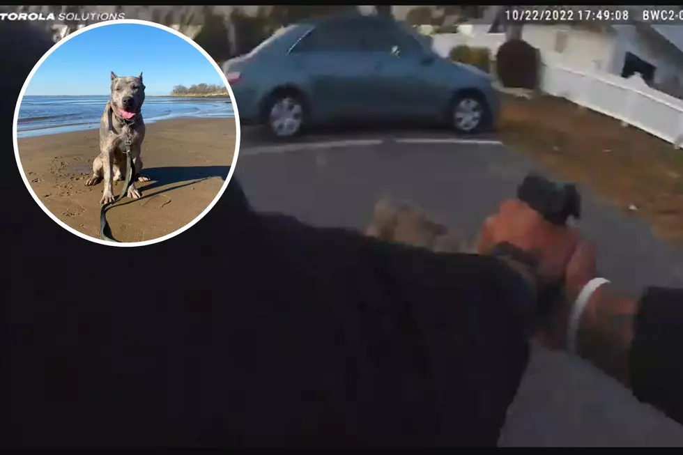 Video released of Keyport, NJ dog shooting — owners charged