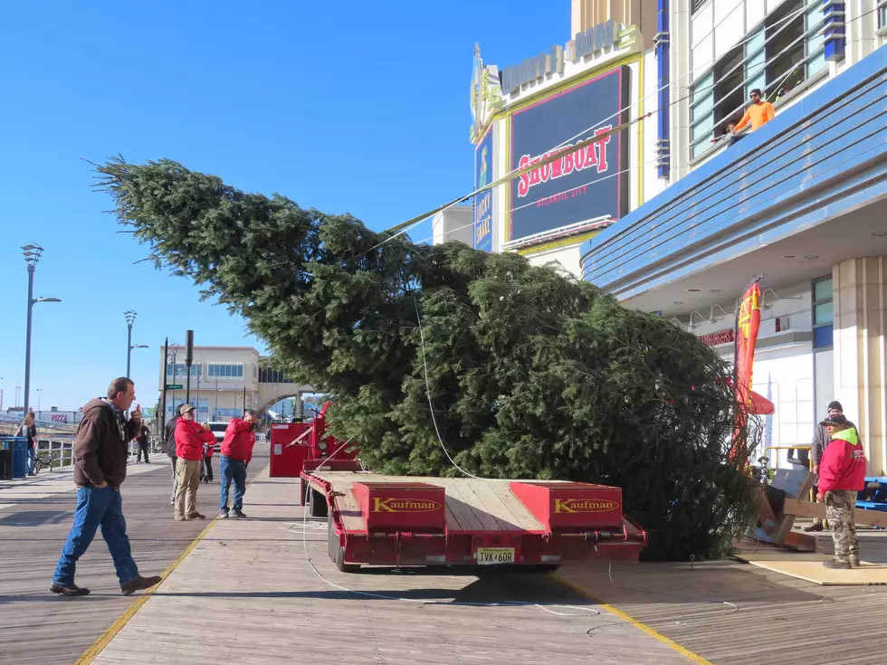 First time 50-ft Christmas tree is set up on the AC Boardwalk