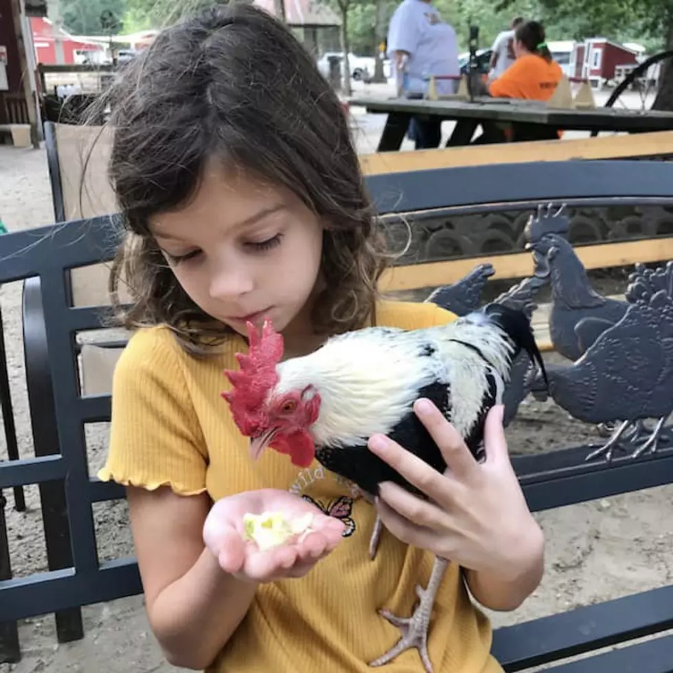 Where is Squiggy? Reward offered for beloved rooster missing from Atlantic County, NJ