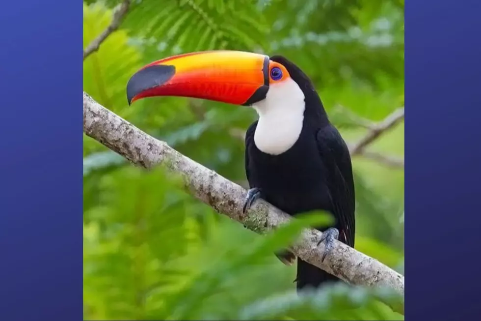 NJ wants you to help name a pair of toucans